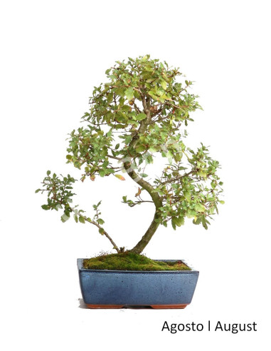 Luso Bonsai ← Carvalho Faginea Bonsai de 12 años