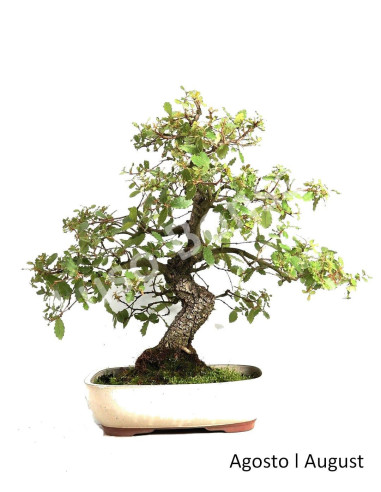 Luso Bonsai | Carvalho Faginea Bonsai 38 ans