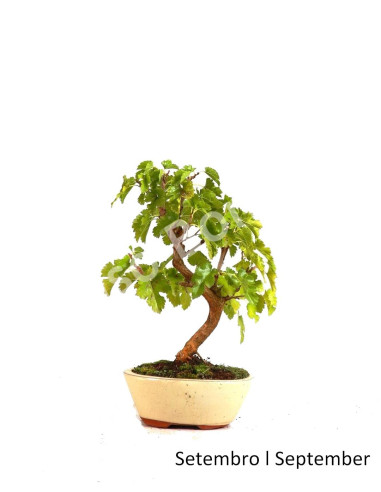 Luso Bonsai | Amoreira Bonsai de 7 Anos