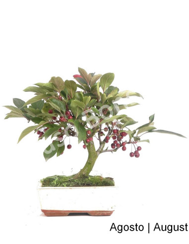 Luso Bonsai | Macieira "Diablo Rouge" Bonsai de 10 Anos