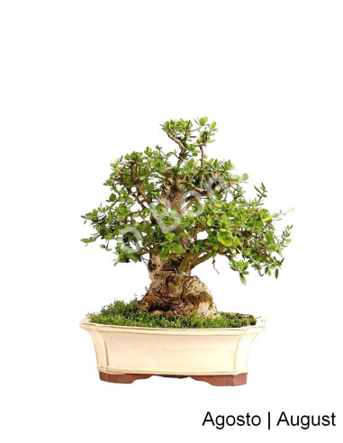 Luso Bonsai | Zambujeiro Bonsai de 27 Anos