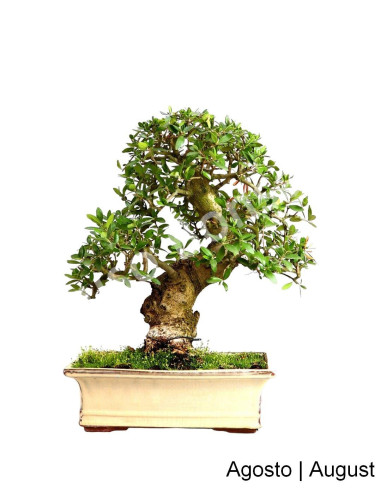 Luso Bonsai | Zambujeiro Bonsai of 29 Years