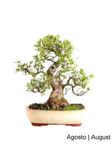 Luso Bonsai ← Zambujeiro Bonsai 32 años