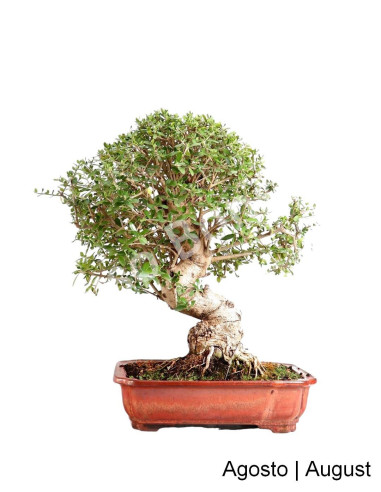 Luso Bonsai ← Zambujeiro Bonsai 32 años