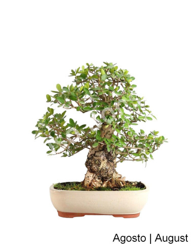 Luso Bonsai | Zambujeiro Bonsai de 32 Anos