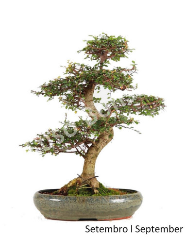 Luso Bonsai |Ulmeiro Bonsai de 23 ans