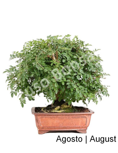 Luso Bonsai | Fraxinus Bonsai de 31 ans