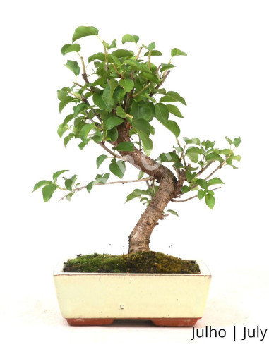 Luso Bonsai _ Prunus Mahaleb Bonsai 9 años