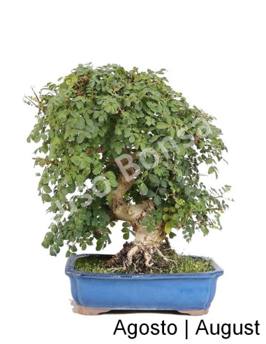 Luso Bonsai _ Fraxinus Bonsai de 31 años