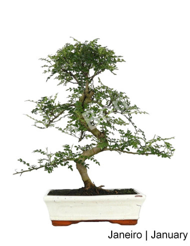 Luso Bonsai | Zanthoxylum Bonsai 10 Years