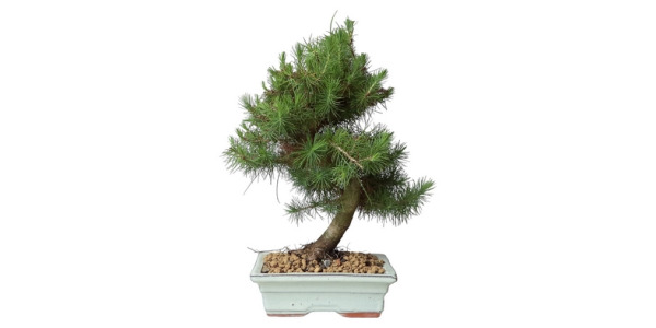 hojas técnicas - Pinus Halepensis