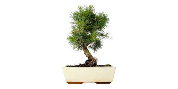 hojas técnicas - Pinus Sylvestris