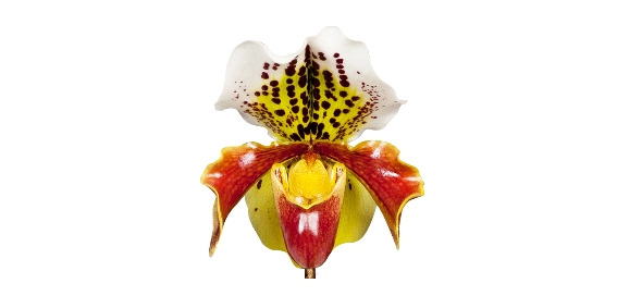 hojas técnicas - Paphiopedilum