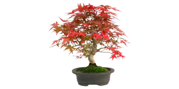 hojas técnicas - Acer Palmatum