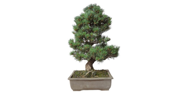 hojas técnicas - Pinus Pentaphylla