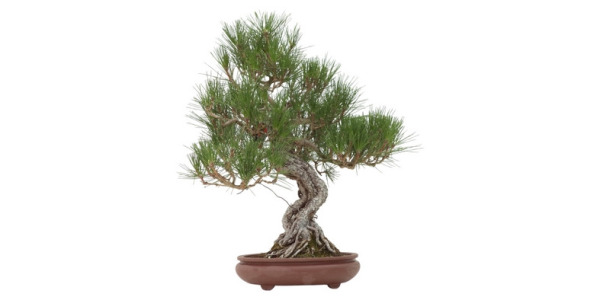 hojas técnicas - Pinus Thunbergii