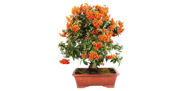 hojas técnicas - Pyracantha